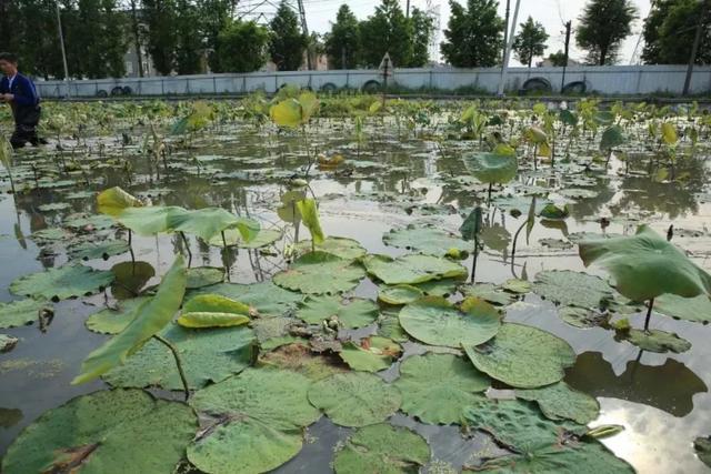 这东西江阴人都觉得恶心！有人却每天收3000斤，年赚300万