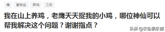 农民把鸡养山上总被鹰吃，如何不杀鹰保护鸡群？4种方法值得借鉴