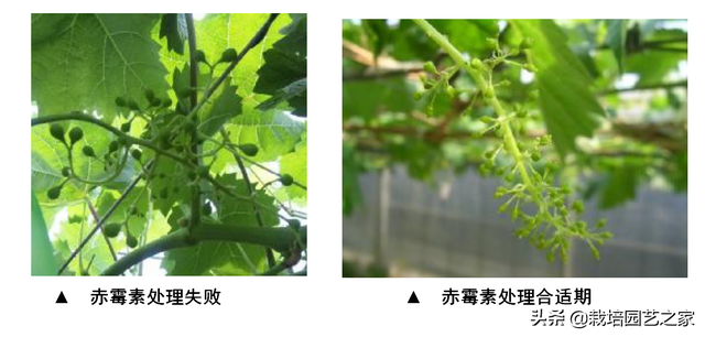 每日连载：二、日本大版附阳光玫瑰栽培手册