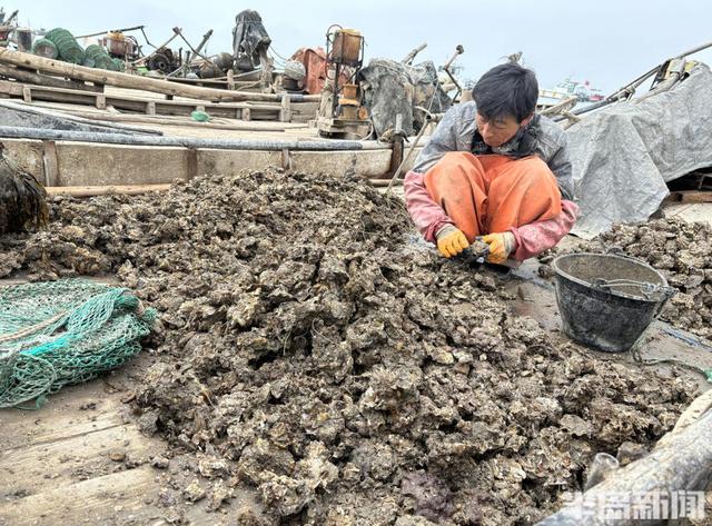 临近休渔期，渔民忙养殖海鲜