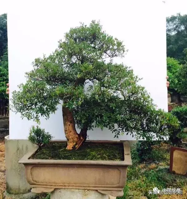 赤楠盆景的生物特性与栽培管理技术要点