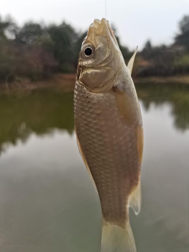 可遇不可求的土鲫鱼，看着就觉得舒服