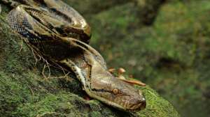 养殖菜花蛇(明明没有毒，却被称为“百蛇之王”，菜花蛇究竟有多厉害？)
