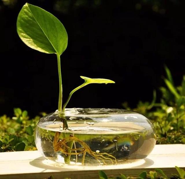 几种常见的水培植物，不用害怕浇水过多挂掉，适合摆桌面上养