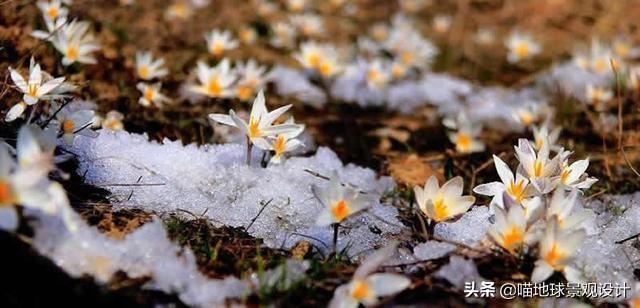 10种适合北方庭院种植的花镜植物