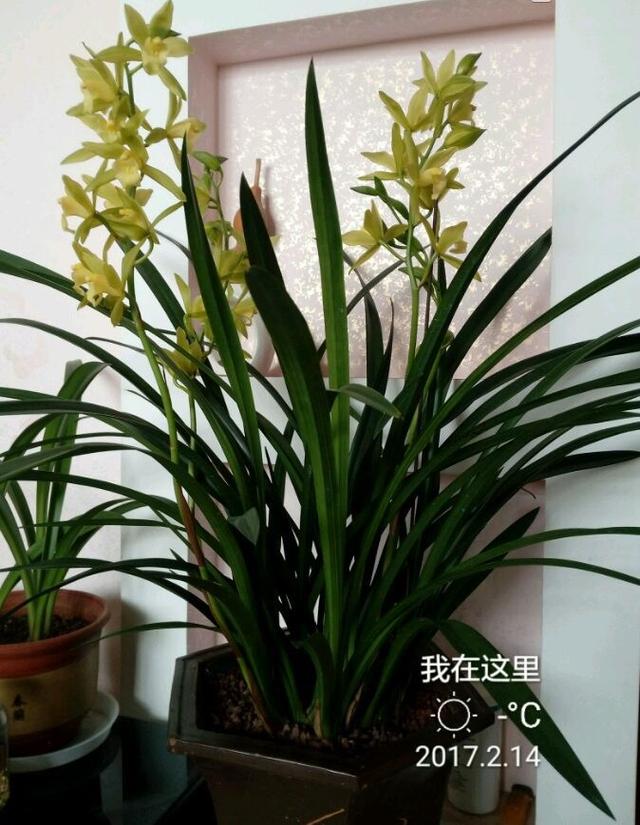 年宵花植物—兰花“绿翡翠”，花叶俱美，开花勤奋，新手也能养