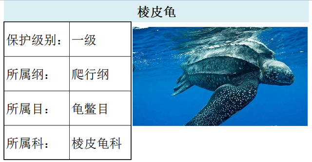 国家最新水生野生保护动物名录（共计三百余种），第3期