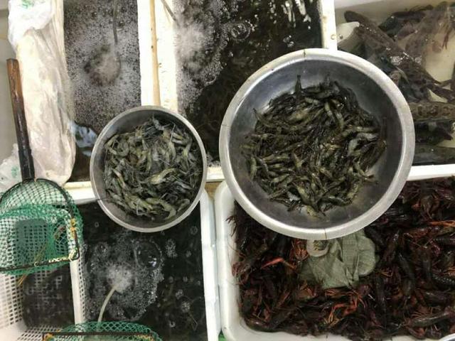 少有！产量翻番、价跌谷底，最便宜32元一斤！鲜掉眉毛的便宜籽虾还不赶紧尝尝？