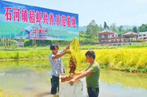 工厂养殖龙虾(小龙虾住进智能化工厂 四川大竹“稻虾共养”亩均效益近万元)