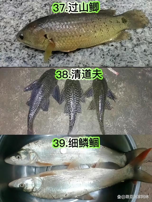 一定要认识的57种常见淡水鱼品种