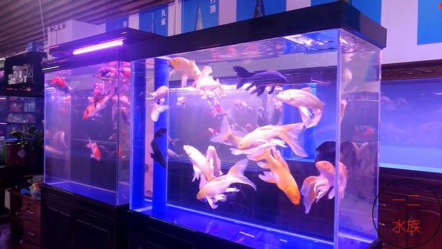 北京探店新发现，锦鲤水族店，原来水族箱养锦鲤是那么漂亮