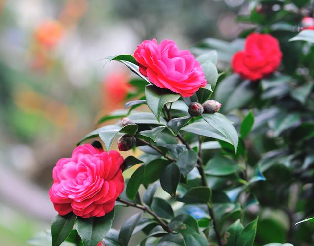 茶花怎么养家庭养法