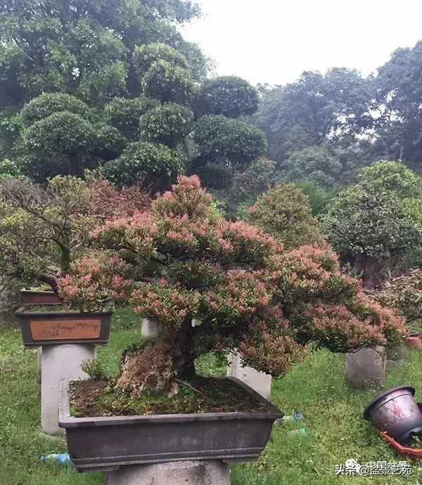 赤楠盆景的生物特性与栽培管理技术要点