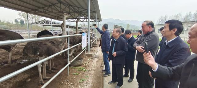 【今日头条】平顶山市绿色产业促进会赴鲁山鸵鸟养殖基地考察调研