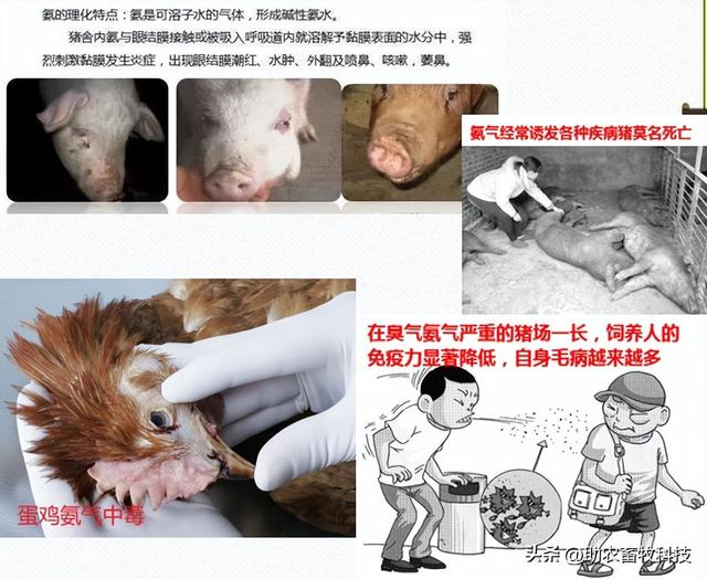 养殖场臭味的产生与快速解决方案——微生物技术显神威