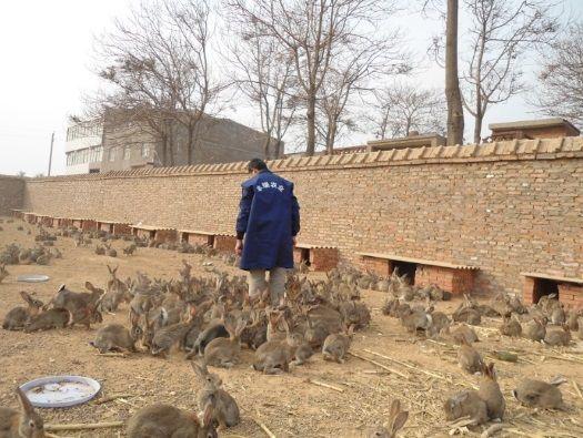 野兔吃什么食物？野兔饲养指南