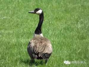 信阳固始县肉鹅养殖户(肉鹅的优良品种)