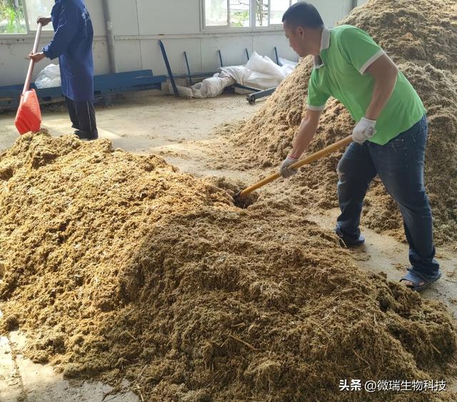 广西河池这个养殖场利用微生物技术制作高品质秸秆青饲料养鸡