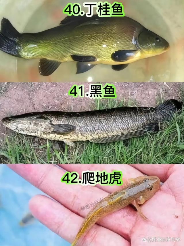 一定要认识的57种常见淡水鱼品种