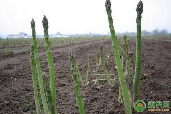 蔬菜之王芦笋的高效种植技术及管理要点