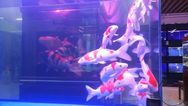 北京探店新发现，锦鲤水族店，原来水族箱养锦鲤是那么漂亮