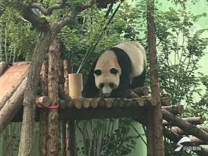 山东鸸鹋养殖基地(没有栅栏的动物王国开门迎客 泉城欧乐堡万头动物立体观览)