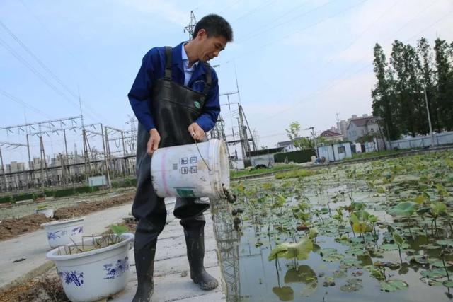 这东西江阴人都觉得恶心！有人却每天收3000斤，年赚300万