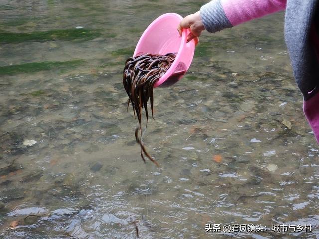 湖北宜昌：一位市民放生鳝鱼