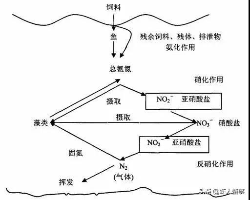 水产养殖户的隐形“杀手”——亚硝酸盐，老师傅一招教你搞定