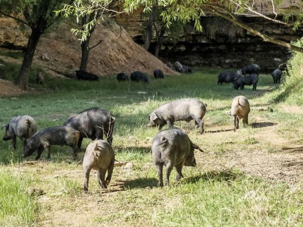 陕西清涧：数字化养殖新模式助力黑毛土猪肉“热卖”