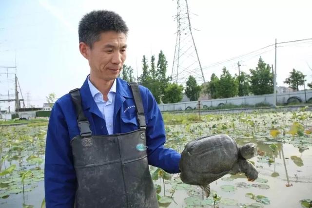 这东西江阴人都觉得恶心！有人却每天收3000斤，年赚300万