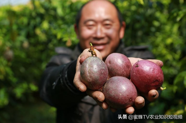 百香果全套栽培技术，建议种植户收藏备用