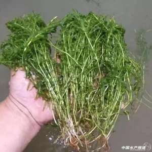 养殖龙虾的水草(小龙虾养殖必备6种常见水草，你了解多少？)