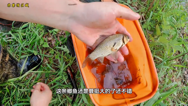 今天的鱼获还不错，抓的泥鳅比鱼还大，最起码三五年了#户...