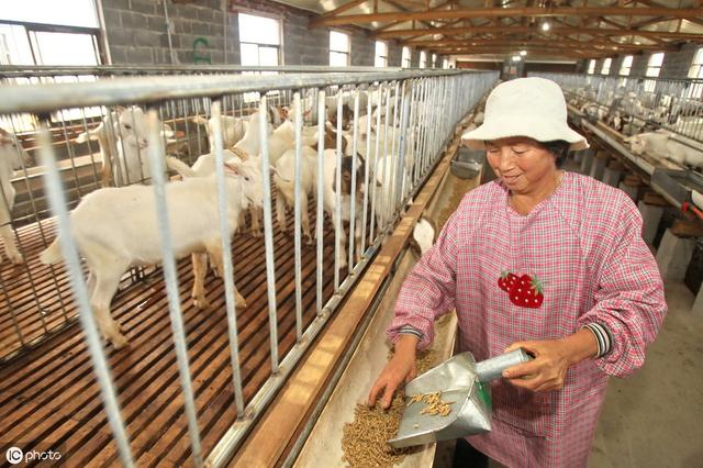 肉羊养殖技术，肉羊合理饲养管理要点，肉羊四季放牧注意事项分享