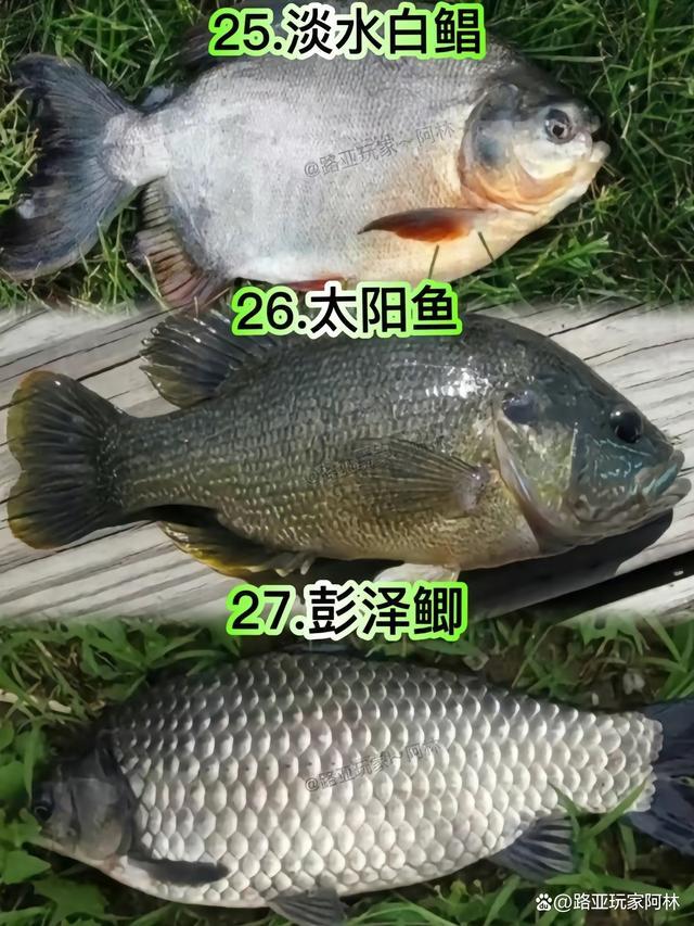 一定要认识的57种常见淡水鱼品种