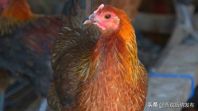 养殖生态茶花鸡 扩宽村民致富路