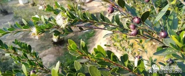 赤楠盆景的生物特性与栽培管理技术要点