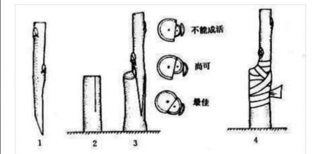 樱花的形态特征繁殖及病虫害防治栽培技术