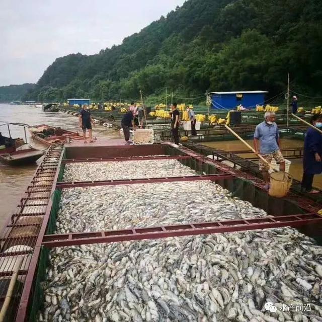 梧州网箱养鱼连续4年暴毙，今年死鱼又堆成山