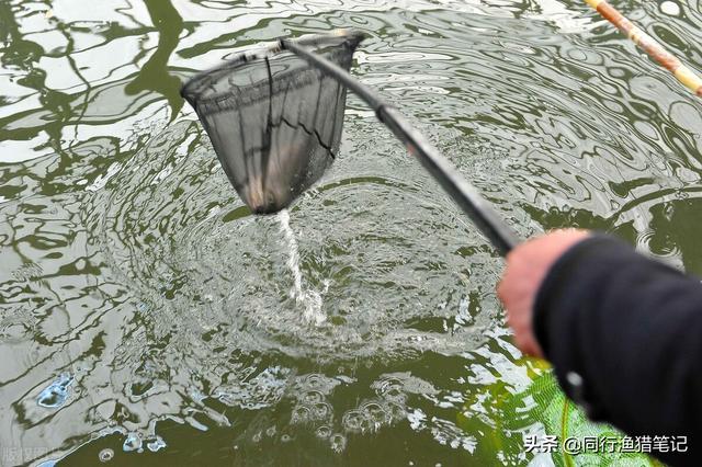 冬钓大棚开始了，用好这两招，提升正口率和鱼获量不犯愁