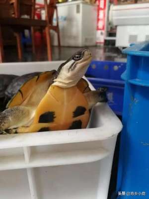 石龟养殖法(新手饲养不同规格的石金钱龟时，需要注意哪些事项？如何饲养？)