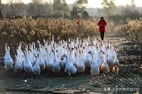 如何选种才能实现最大效益？专家解读水禽养殖热点问题！