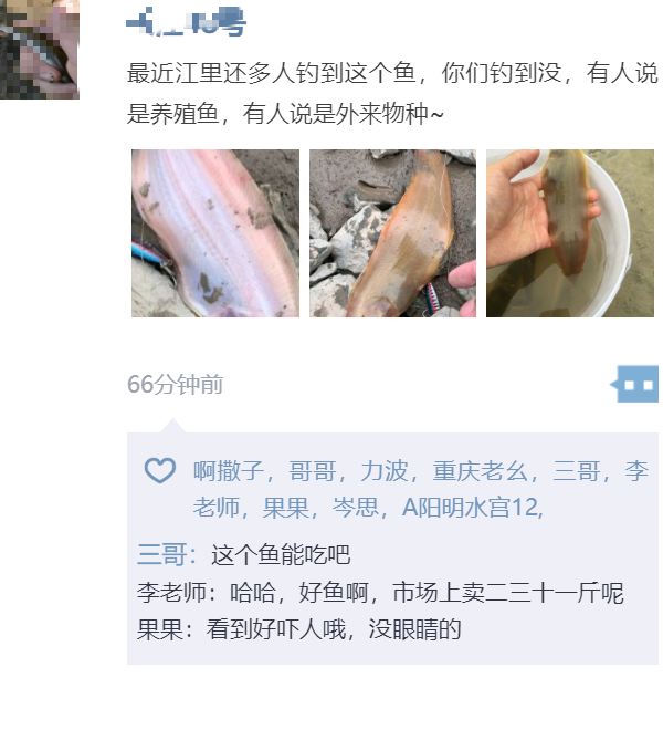 南通长江段，多人钓获“无眼怪鱼”，似鱼似虫