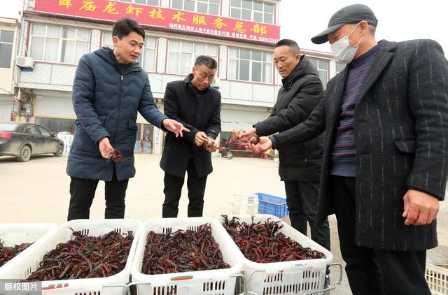 介绍两种辨别小龙虾活力好坏的方法，简单实效操作简单