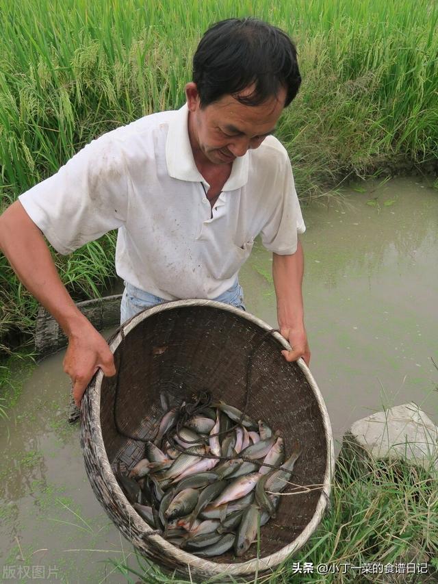 这4种慢慢消失的河鲜，全部吃过都已经当妈了，里边有你认识的吗