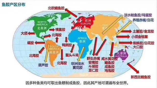 不再被外行商家练手：一张图看懂市面上的大多数花胶品种的产地