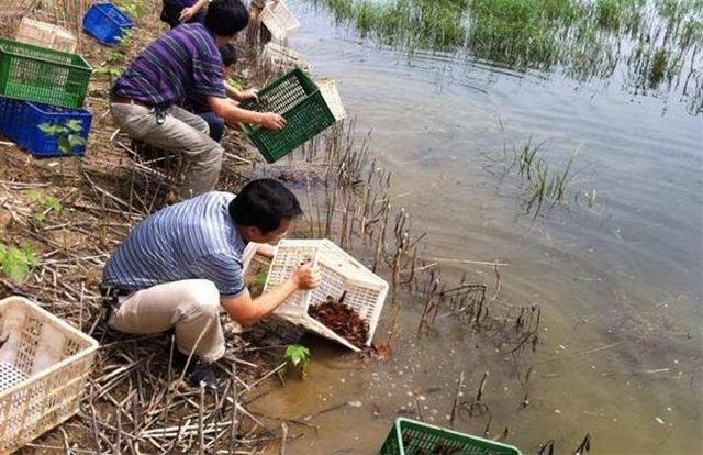 小龙虾养殖：野生虾和养殖虾有什么区别？能不能大量投放野生虾