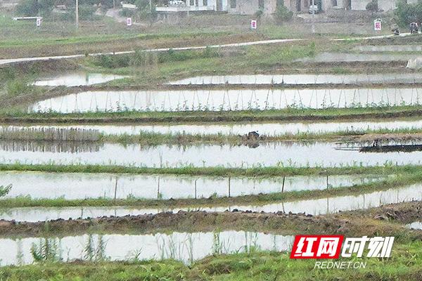 湖南常宁：养殖田螺 荒田变身“聚宝盆”