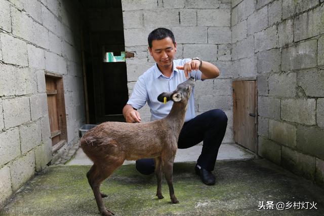 麝香比黄金还贵，已经涨至800多元一克了！但你知道麝香怎么养吗